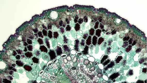 Viscozyme® L