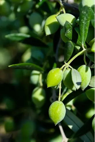 Πράσινες ελιές στο δέντρο